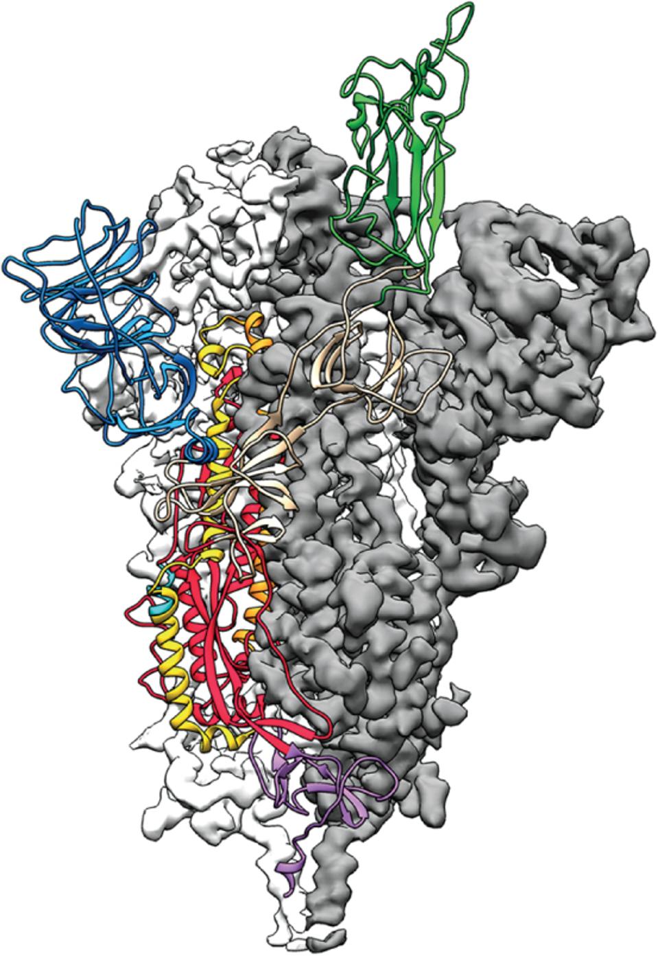 Structure of the nCoV trimeric spike.