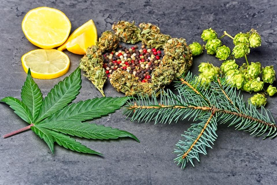 Cannabis bud and leaf with hoppy, pepper, lemon and fir needles.