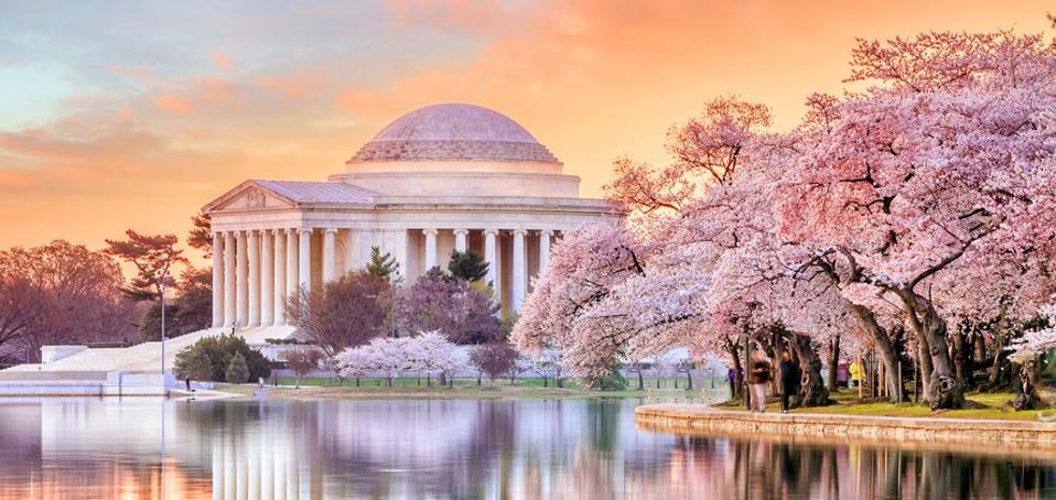 Cherry Blossoms In Washington Dc Visiting Before During Peak Bloom Camera And A Canvas