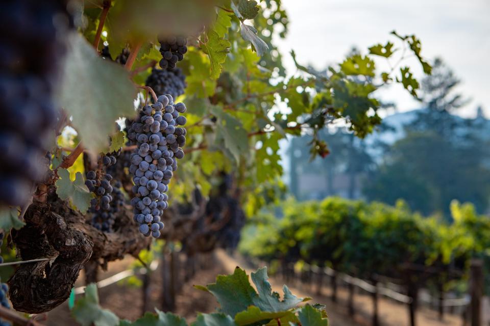 Penfolds grapes from Napa Valley's Dimond Mountain District, an American Viticultural Area (AVA)