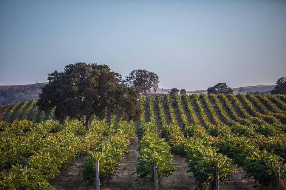 Penfolds vineyards in Camatta Hills, Paso Robles