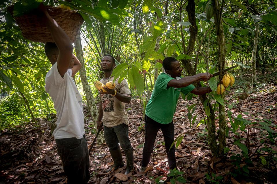 Three cocoa farmers harvest cocoa pods from the trees in Asikasu, Ghana.