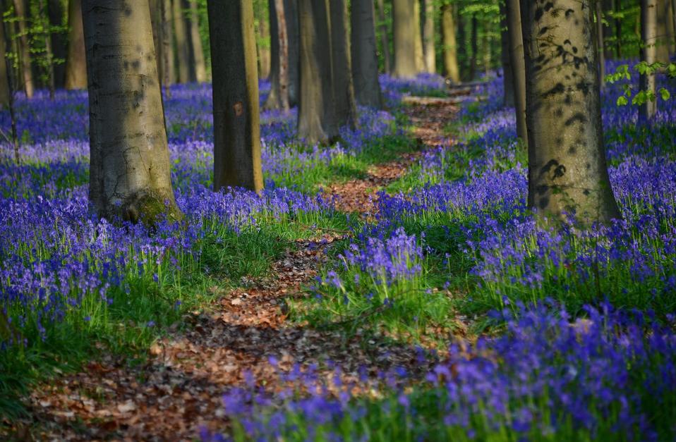 Wild bluebells in the 'Blue Forest' near Halle, Belgium