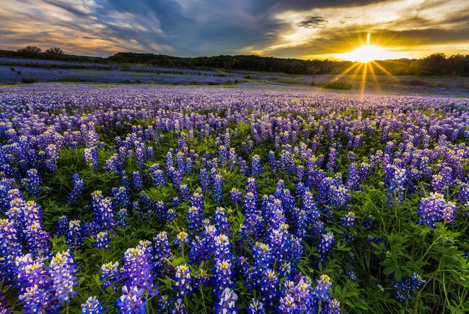 Bluebonnets in Ireland