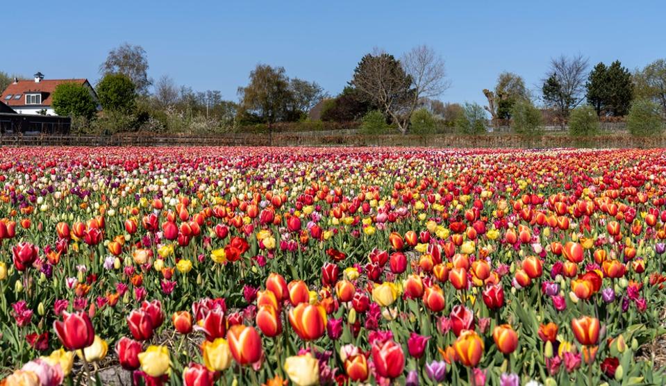 A tulip farm, Hulsebosch, in Hillegom, Netherlands.