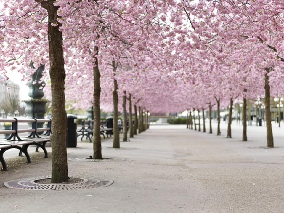 Cherry trees in Sweden