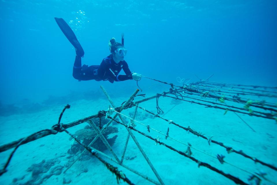 A scuba diver holds a rope that is part of a structure on the sand with other ropes that have pieces of coral attached.
