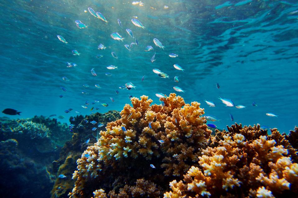 A healthy coral reef with fish swimming over it.