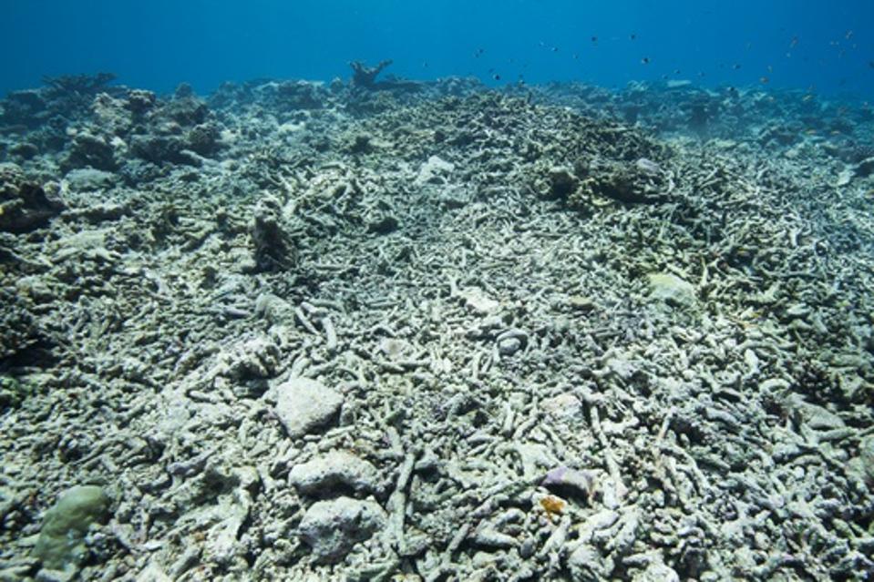 Bleached white and broken coral reefs in shallow water