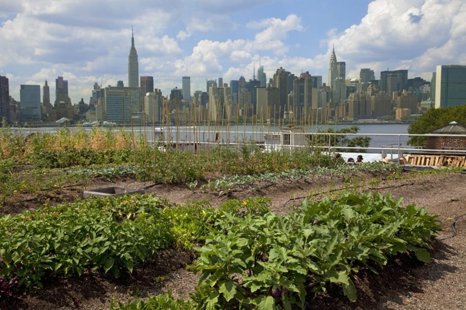 Eagle Street Rooftop Farm