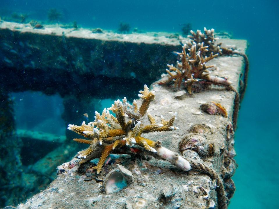 Close-up of corals growing on an artificial reef shaped like a cube.