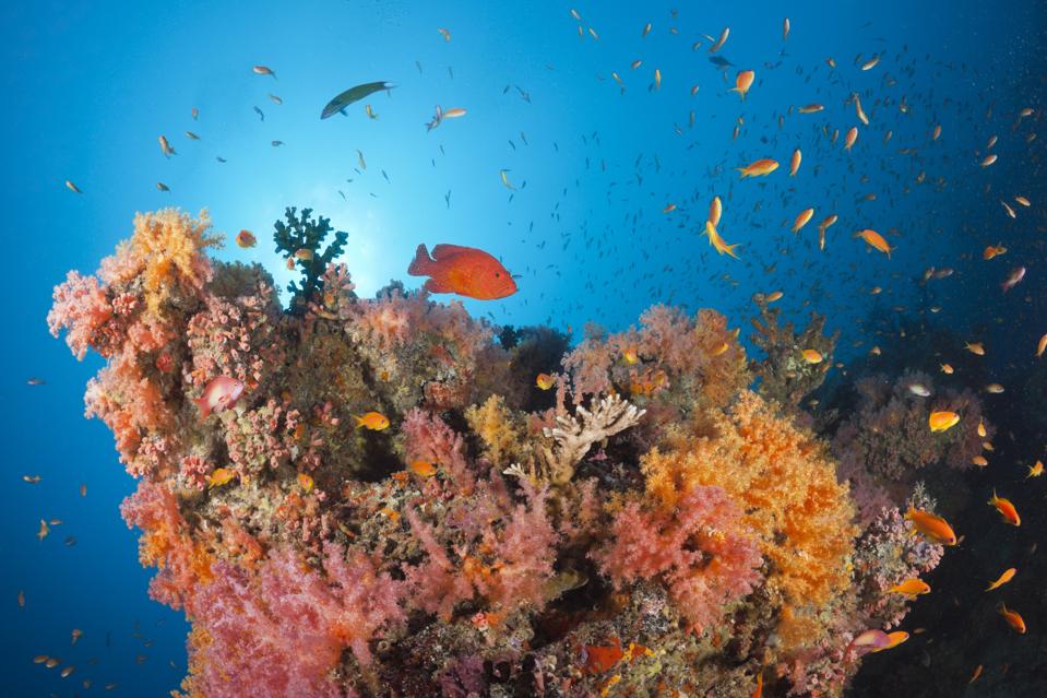 Colorful fishes swim over a colorful and healthy coral reef