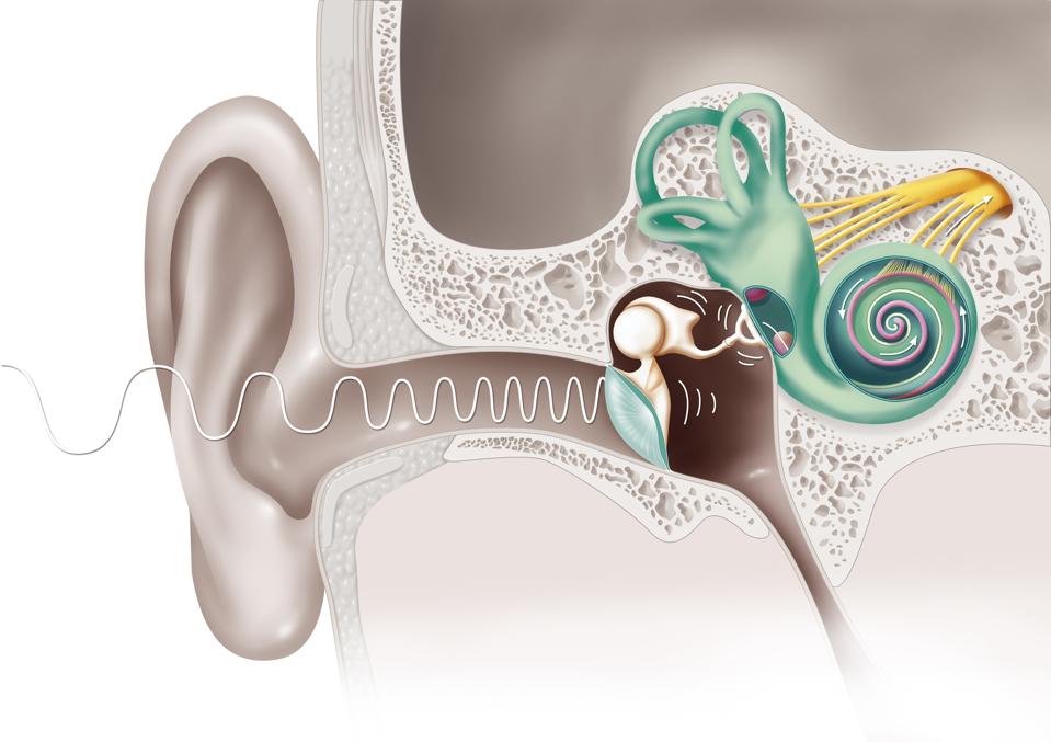 Hearing, drawing