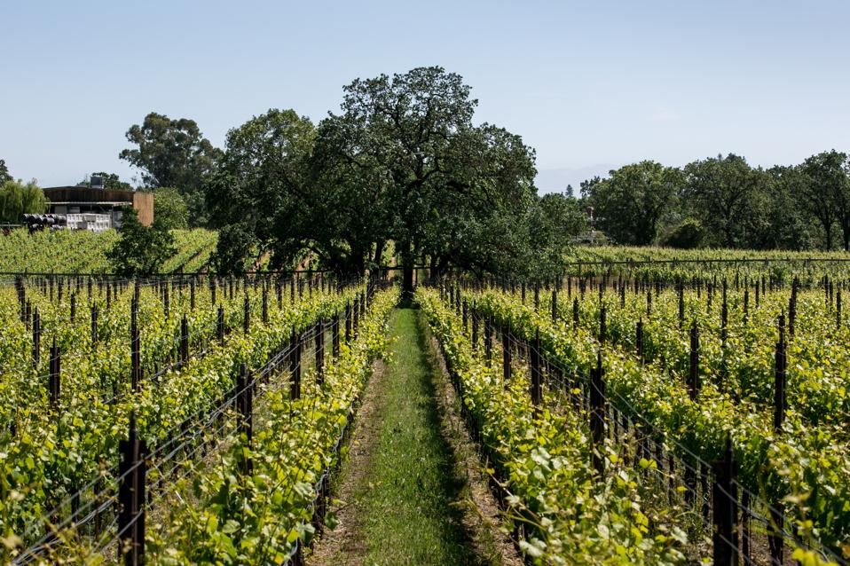 Olivet Grange Vineyard at Inman Family Wines in the Russian River Valley.