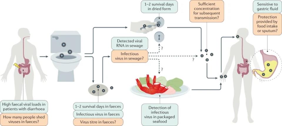 A diagram of potential fecal-oral transmission.