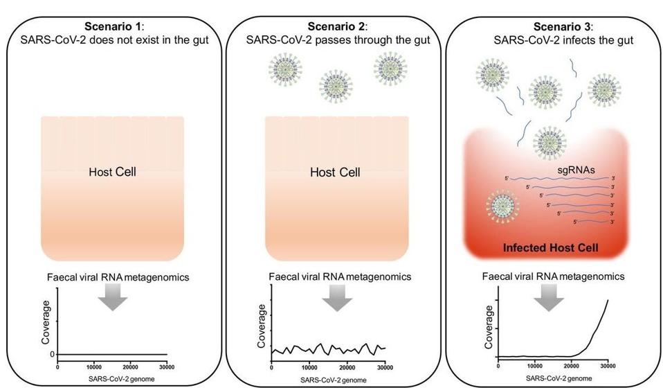 Scenarios hypothesised for the presence and infectivity of SARS-CoV-2 in the gut.
