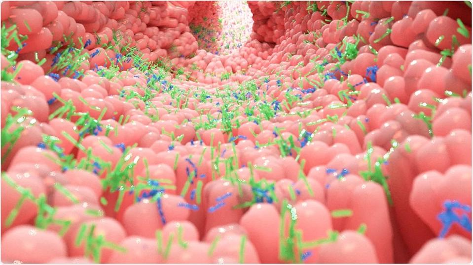 A 3D visual depiction of the gut.