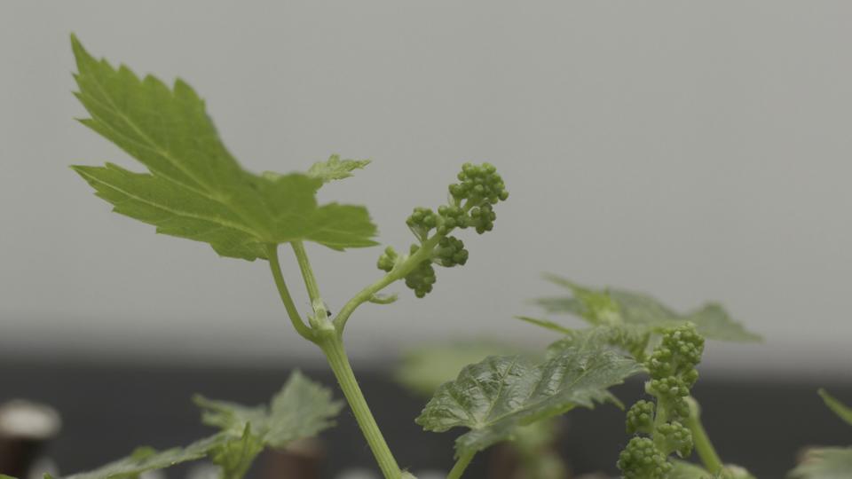 One of the wine cuttings that was sent to space.