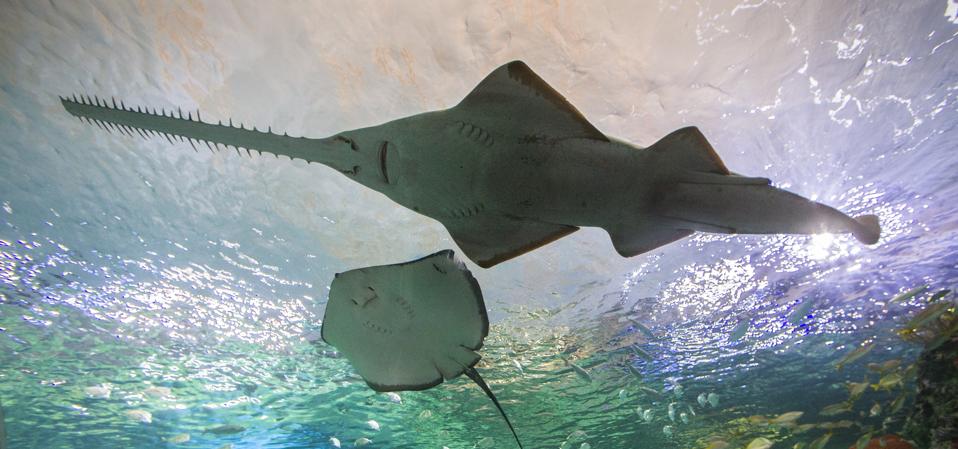 A Sawfish in profile