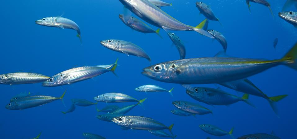 Jack Mackerels, one of the species that Daniela Moraga studies.