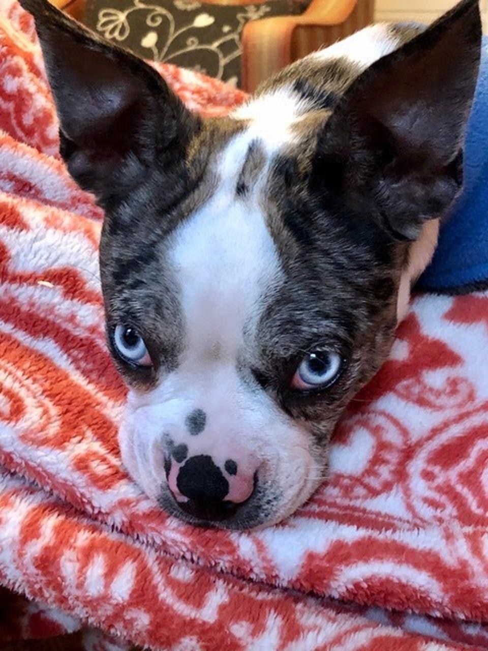 A photo of the author's dog, Sky.