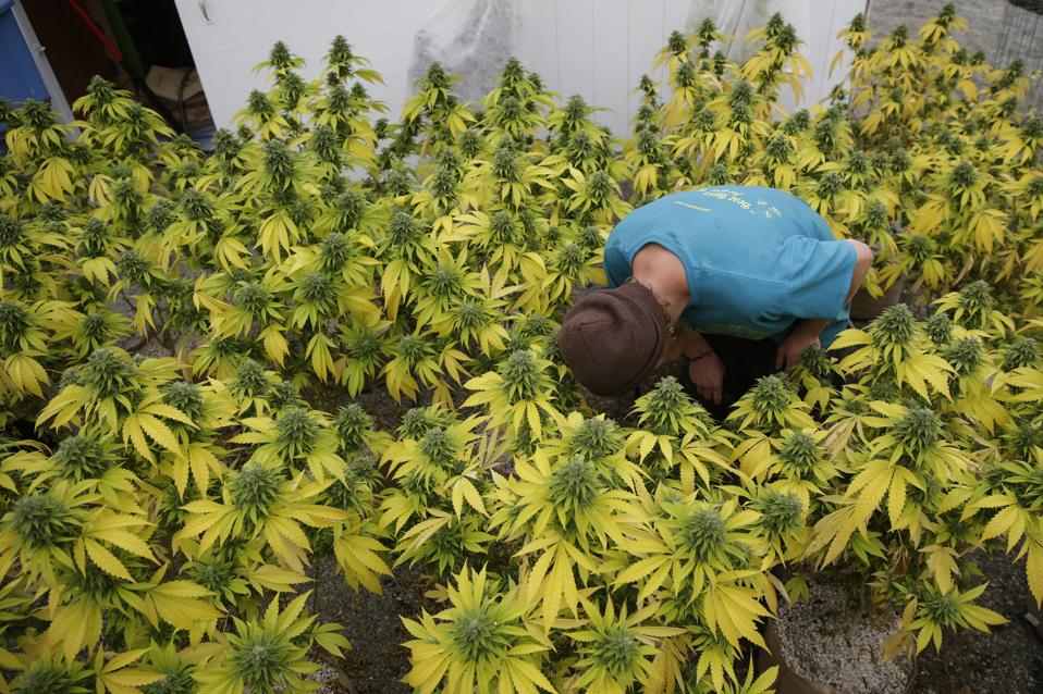 Small Marijuana Farms In Northern California