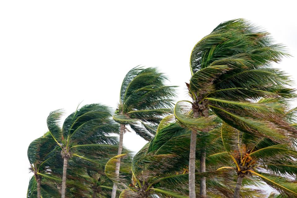 windy tropical storm