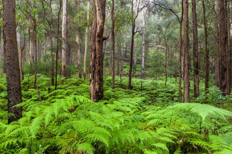 Amazon Berowra Valley National Park Sydney