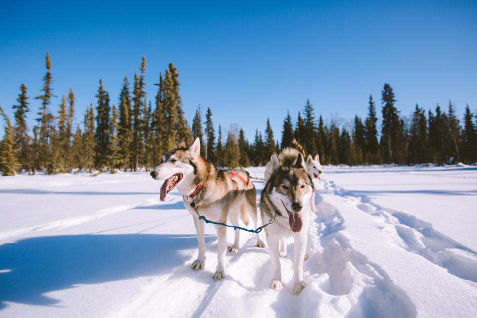 virtual reality Dog Sledding Fairbanks Alaska