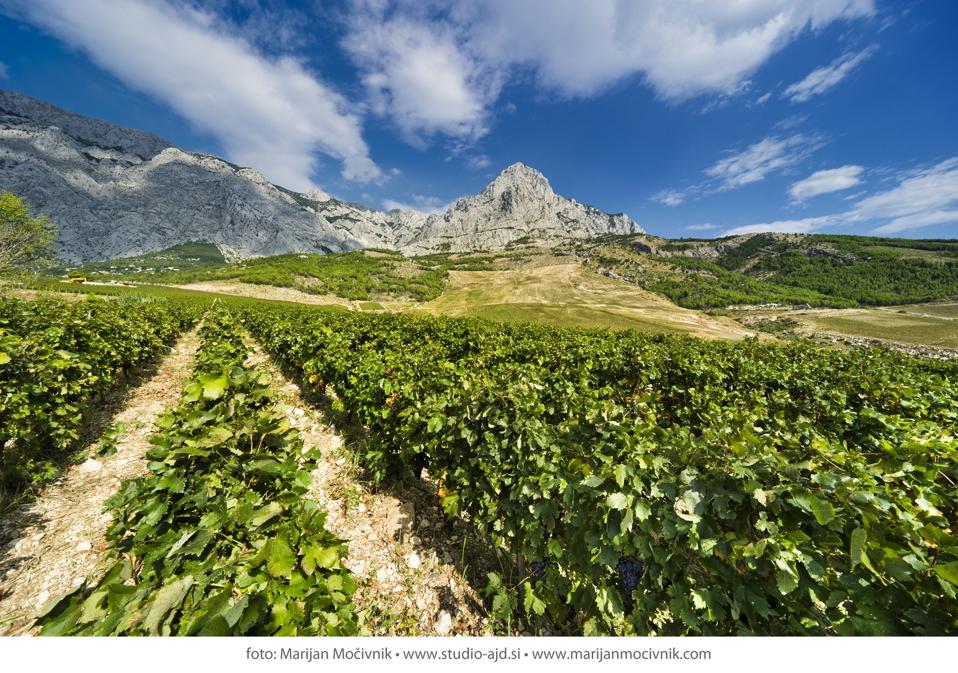 Zlatan Otok Vineyards on the Island of Hvar in Croatia