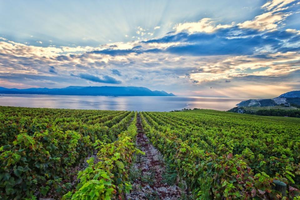 Terra Madre Vineyards in Komarna, Croatia