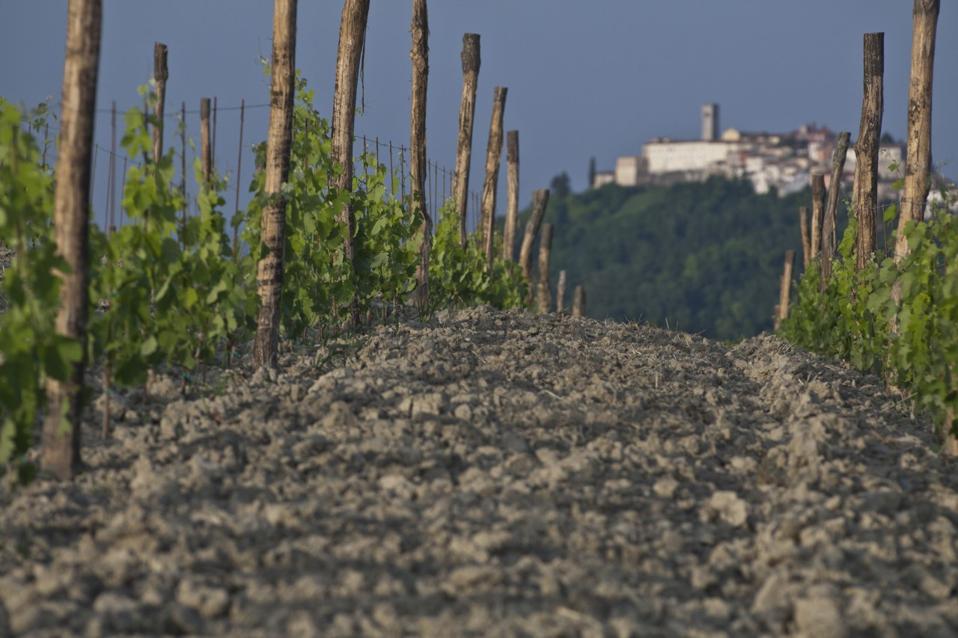 Fakin Vineyard with Medieval Hilltop Town Motovun in the Background