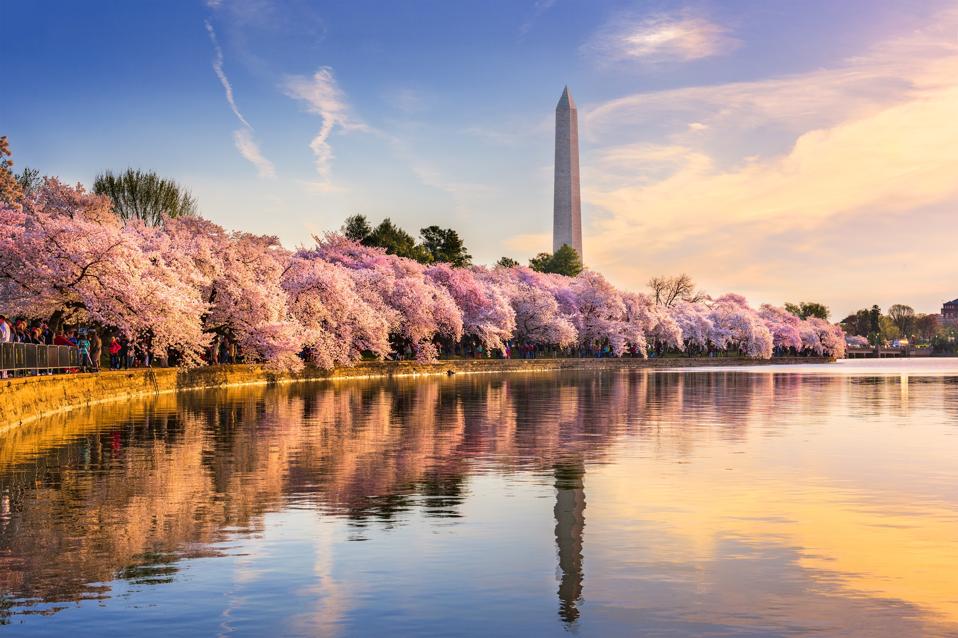 Visit Washington D C Soon The Cherry Blossoms Are Blooming