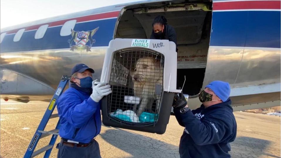 workers unloading crated dog from airplane