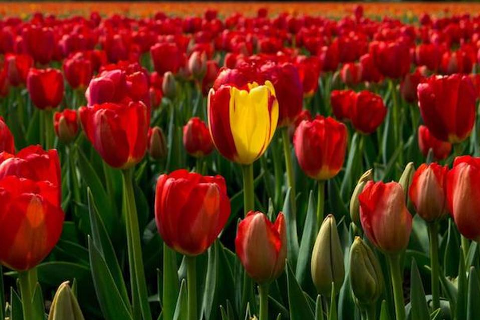 A single yellow tulip in a field of red