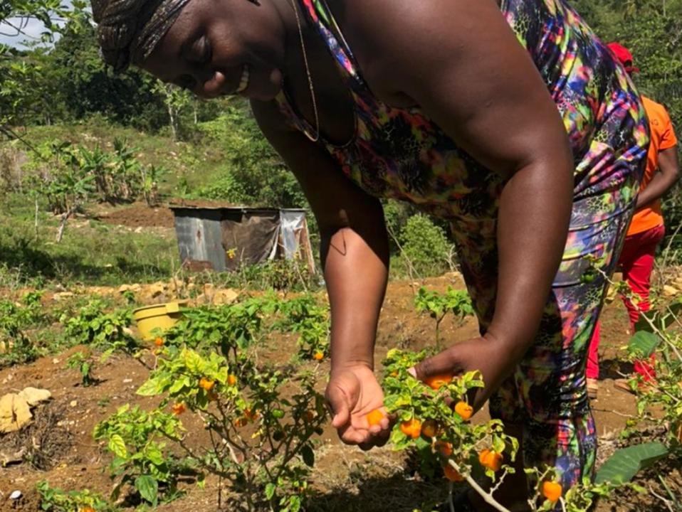 Shamora Lennon tending to her scotch bonnet crop.