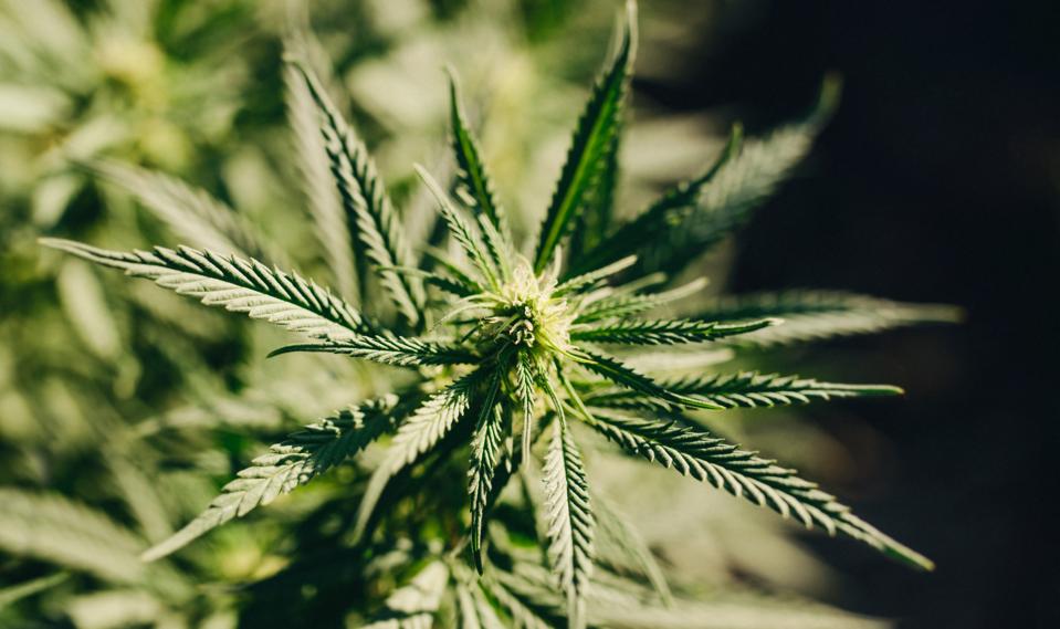 beautiful outdoor hemp marijuana wallpaper