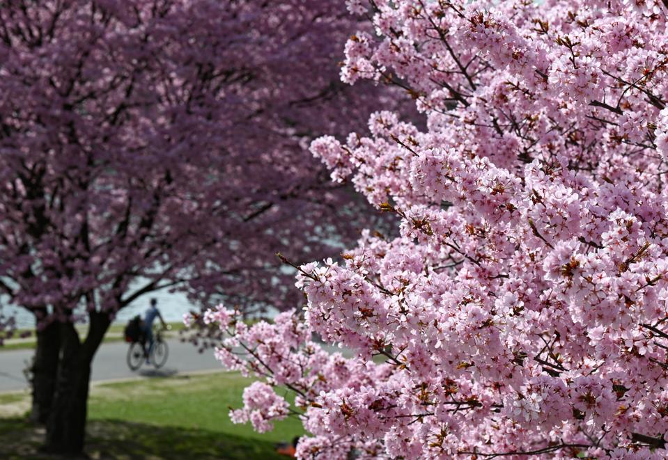 Blossoms of a tree in full bloom