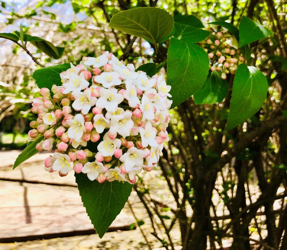 Cllose-up of blossoms at Clevedale Inn and Historic Garden, Spartanburg, South Carolina