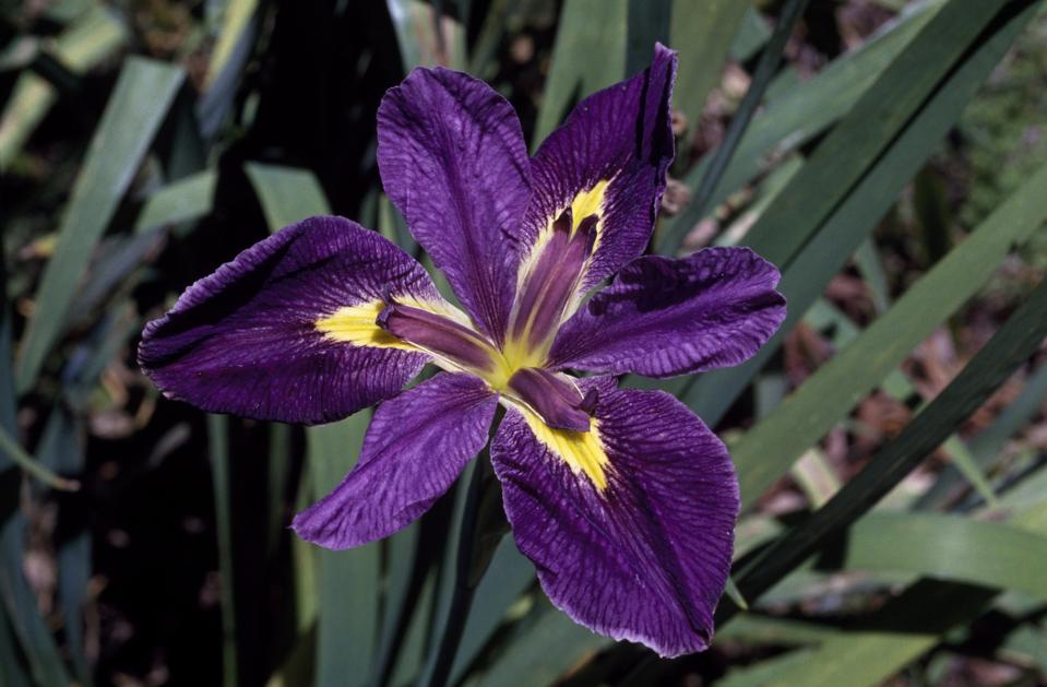 Close up of the Louisiana Iris Vermillion