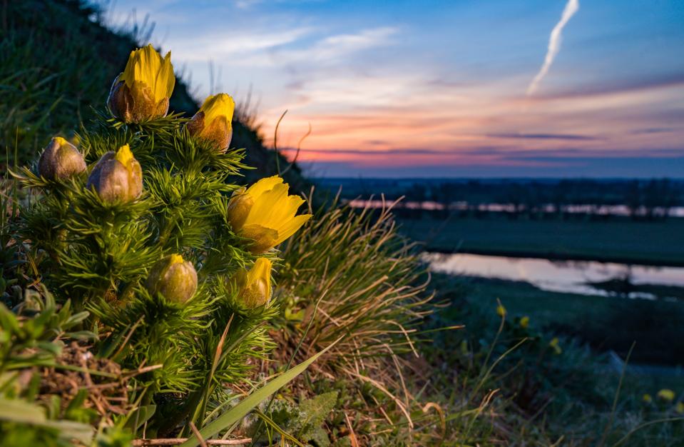 Adonis florets bloom in the morning light