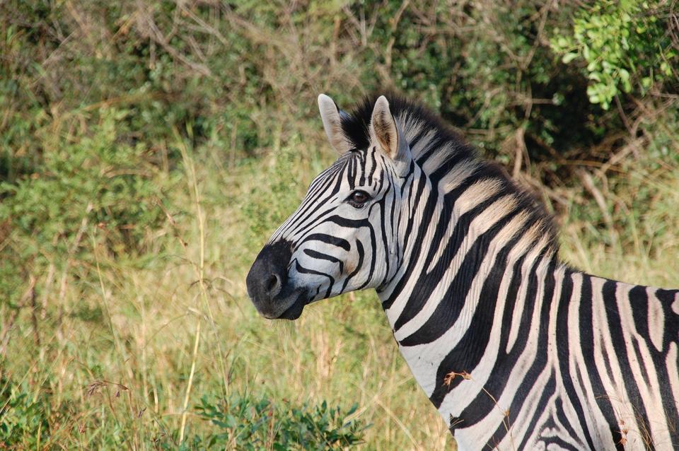 Melanin pigments create the black stripes on a Zebra.
