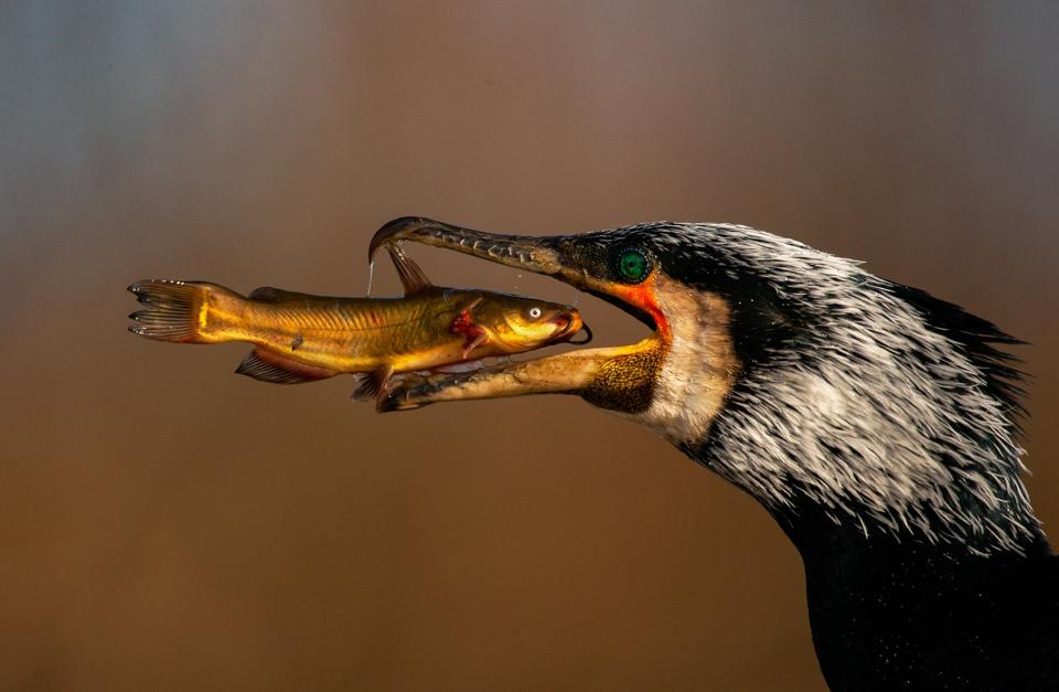 A Great cormorant bird about to swallow a fish