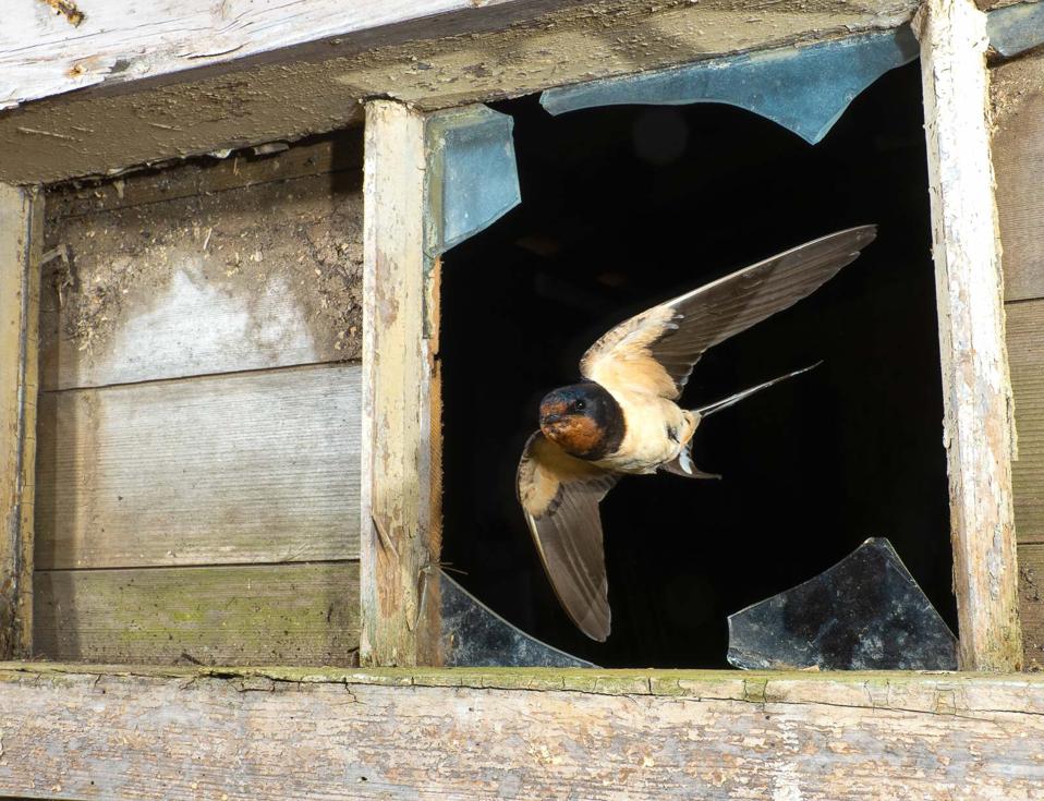 Swallows returning to the same stable on a farm every year to nest.