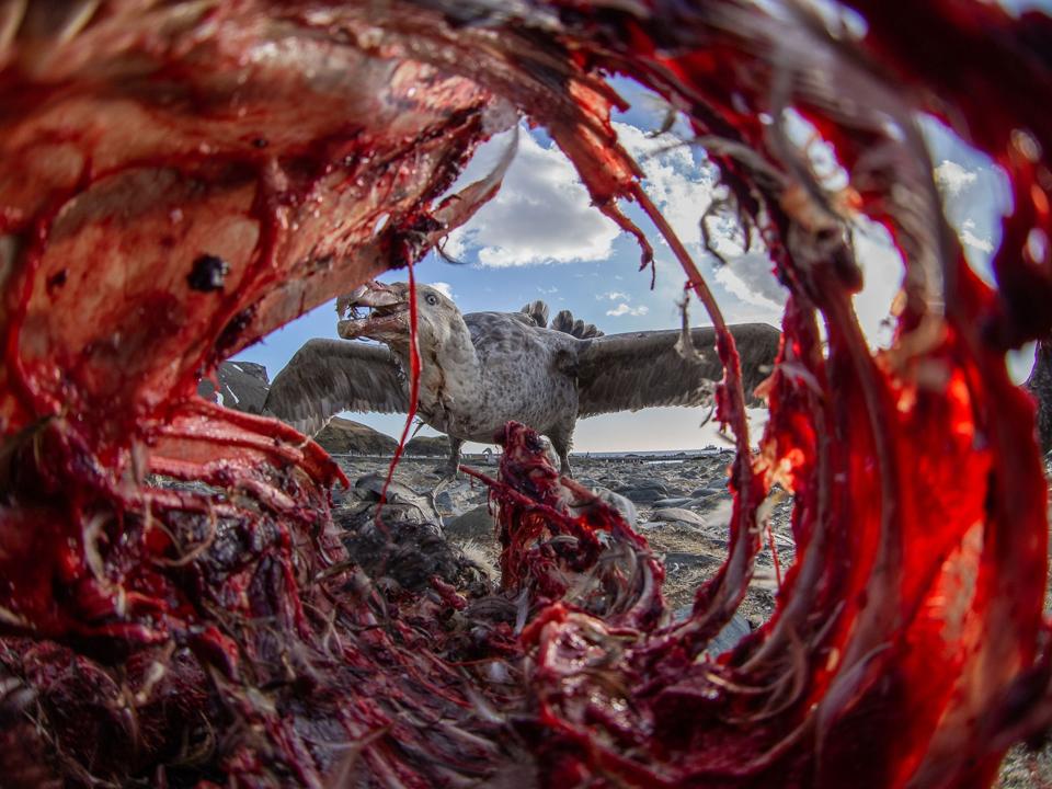 A Southern giant petrel bird scavenging on a dead seal.