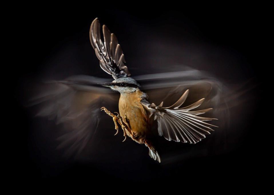 Eurasian nuthatch bird caught in flight.