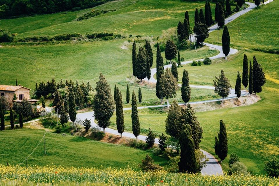 Cypress trees flank a section of the Via Francigena.