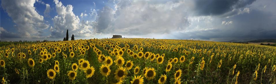 A sunflower field near Sant'Angelo in Colle.