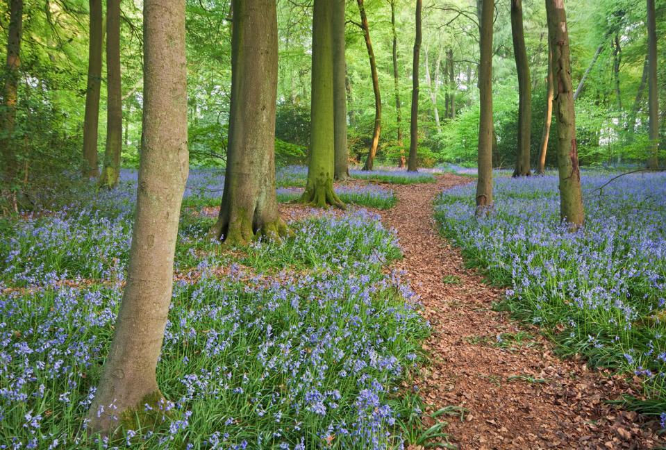 A,Trail,Through,Bluebell,Woods,In,England,At,Their,Peak