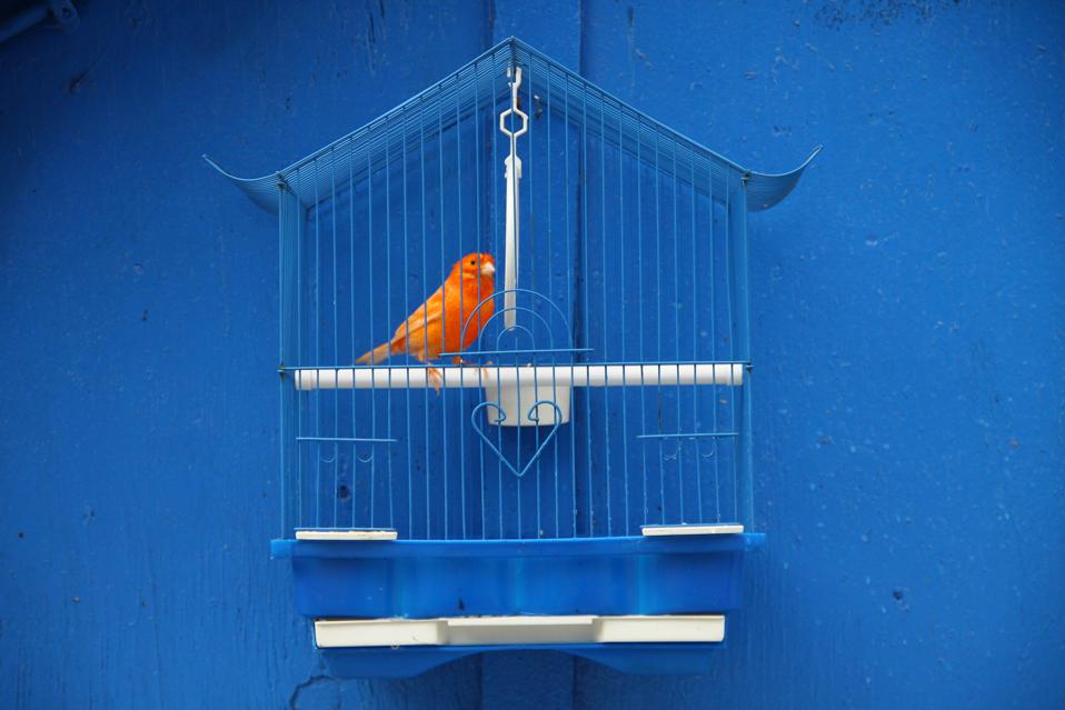 Orange bird in cage against blue wall showing importance of getting out of the house for your career.
